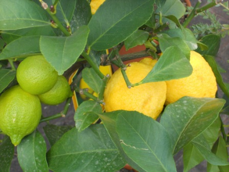 Limoni (Lemons)